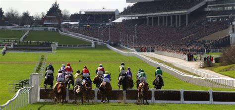 cheltenham horse bets